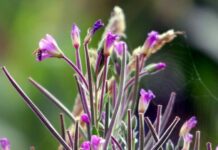 Какой продукт помогал женщинам сохранить молодость и красоту в день Сидора Огуречника 27 мая