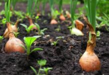 Когда огородникам сажать лук весной в открытый грунт на головку по лунному календарю