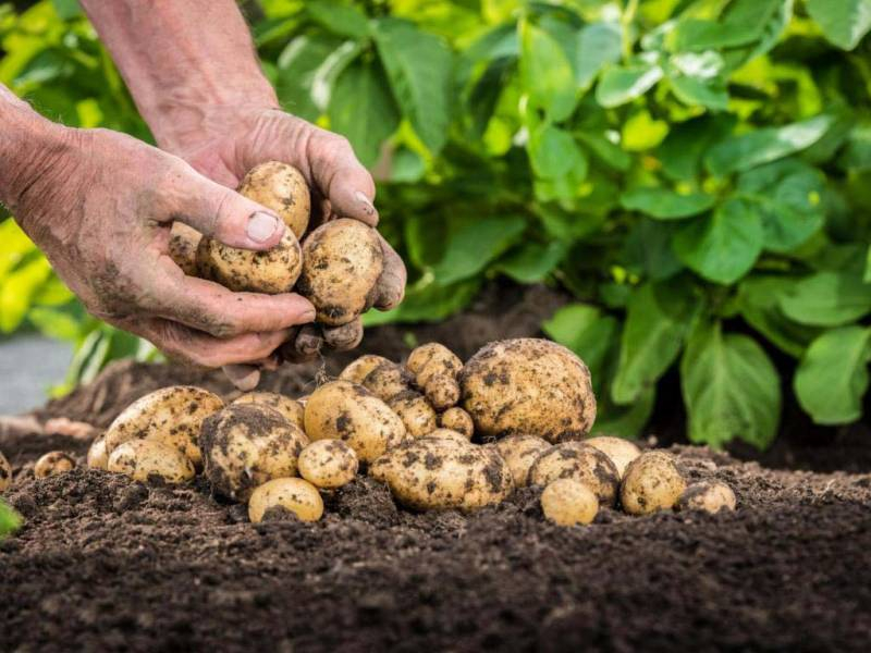 <br />
Лучшие дни для посадки картофеля в мае 2022 года по лунному календарю                
