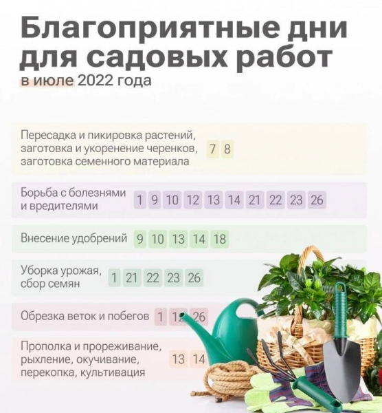 <br />
Лунный календарь дачника на лето 2022 года: что и когда лучше садить                