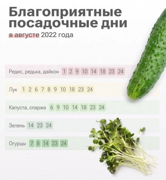 <br />
Лунный календарь дачника на лето 2022 года: что и когда лучше садить                