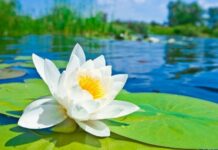 «На Епифанов день рябина красна, да нечисть сильна»: строгие запреты 25 мая 2022 года, чтобы не потерять удачу и счастье