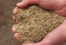 Народный праздник Купальница 20 мая. Зачем соседи тайком воровали друг у друга семена