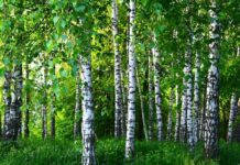 Народный праздник Максимов день 11 мая. Собранный сегодня березовый сок самый полезный