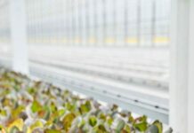 Особенности производства вкусного салата в теплицах РОСТа