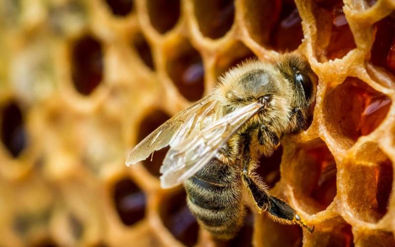 <br />
Пчёлам угрожает новый смертельный вирус «деформированного крыла»: возможно исчезновение мёда                