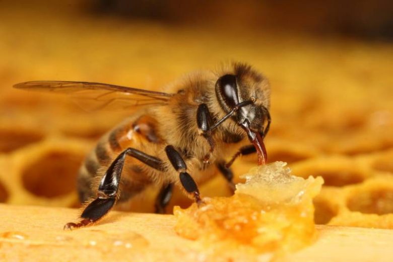 <br />
Пчёлам угрожает новый смертельный вирус «деформированного крыла»: возможно исчезновение мёда                