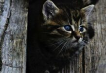 Почему в день Семена Ранопашца 10 мая нельзя приютить бездомное животное и чем это может обернуться