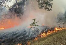 Пожары в Красноярском крае: что сгорело в регионе за последние дни