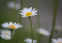 Приметы и поверья на народный праздник Ивана Долгого, что нельзя делать 1 июня 2022 года