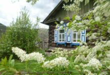 Приметы, проверенные веками. Можно ли сажать черемуху возле дома