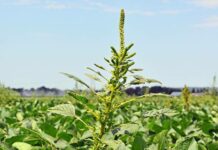 Сорняки становятся неуязвимыми к любым гербицидам: это вызывает панику у фермеров
