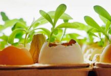 Удобрение яичной скорлупой: пять растений, которые хорошо откликаются на такую подкормку