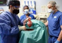 В США назвали возможную причину смерти человека с пересаженным свиным сердцем