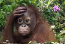 В Великобритании обнаружили смертельный вирус «оспы обезьян»