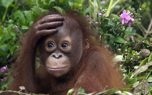 <br />
В Великобритании обнаружили смертельный вирус «оспы обезьян»                