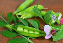 Зачем на Иова Горошника 19 мая славяне ходили босиком по росе