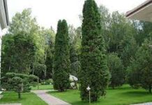 Как правильно выбрать крупномеры для своего участка?