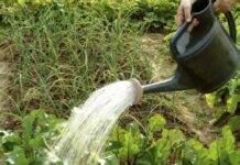 Борная кислота для растений: как правильно применять раствор в саду и огороде