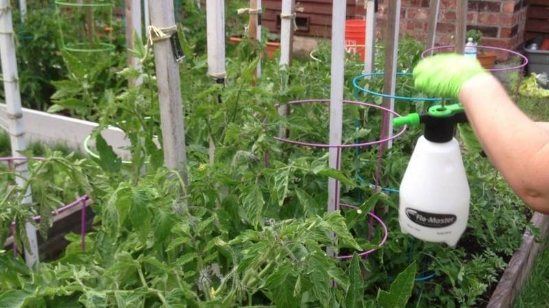 <br />
Борная кислота для растений: как правильно применять раствор в саду и огороде                