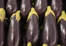 Чем подкормить баклажаны во время цветения: правильное удобрение повысит урожайность