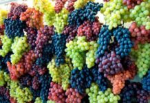 Чем подкормить виноград в июне-июле в Подмосковье: способы увеличения урожайности