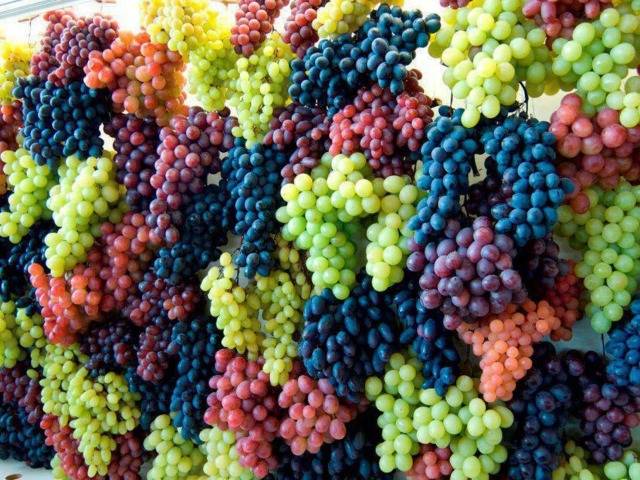 <br />
Чем подкормить виноград в июне-июле в Подмосковье: способы увеличения урожайности                