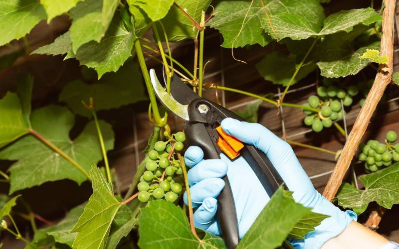 <br />
Чем подкормить виноград в июне-июле в Подмосковье: способы увеличения урожайности                