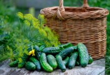 Чтобы огурцы не горчили: какие запреты боялись нарушать в народный праздник Фалалея Огуречника 2 июня