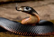 День Скипера Змея 22 июня 2022 года: почему на Руси боялись периода «змеиных свадеб», запреты и традиции дня