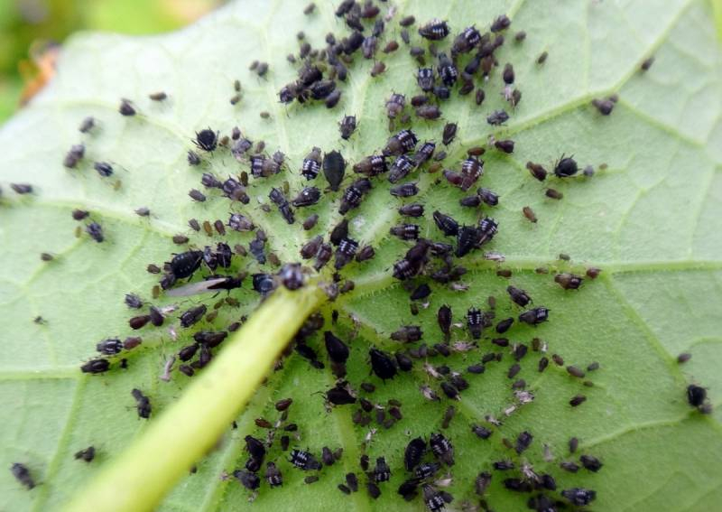 <br />
Эффективные способы борьбы с тлей: как народные средства помогут одолеть насекомых                