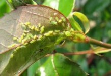 Эффективные способы борьбы с тлей: как народные средства помогут одолеть насекомых