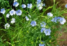 «Как лён силен, так и коса»: обычаи и запреты в праздник Елены Леносейки 3 июня