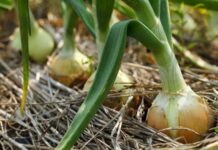 Как определить зрелость лука и когда собирать овощ в июле 2022 года