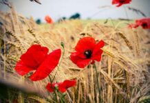 Как с помощью мака на Лариона Пропольника 19 июня сохранить молодость и красоту