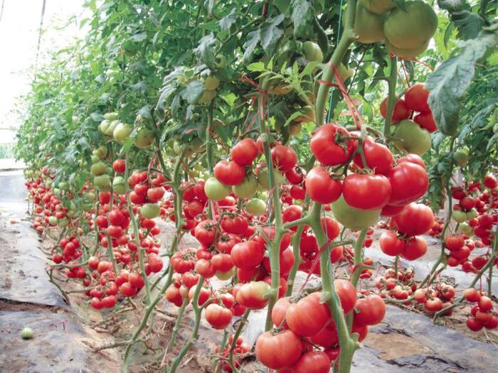 <br />
Как ухаживать за помидорами в очень важный период, когда они набирают цвет                