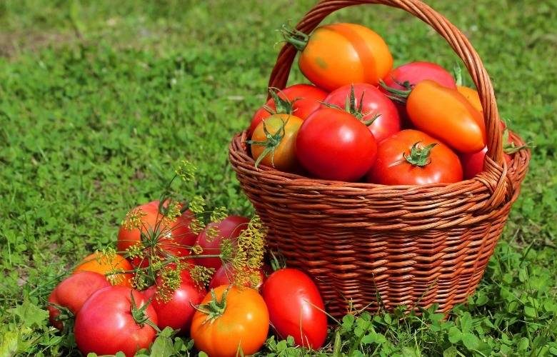 <br />
Как ухаживать за помидорами в очень важный период, когда они набирают цвет                