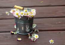 Какие штрафы грозят дачникам за разведение ромашки и одуванчиков на дачном участке