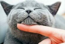 Какие смертельные опасности поджидают хозяев кошек: почему жить с пушистым питомцем опасно