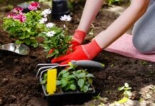 Лунный календарь огородника: удачные и неудачные дни в июне 2022 года