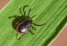 Медики рассказали, какие симптомы после укуса клеща смертельно опасны