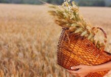 «На Федосью свадьбу гулять, век счастья не знать». Какие были строгие запреты на праздник Федосьи Колосятницы 11 июня