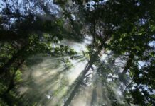 Народные приметы и поверья на Духов день 13 июня связаны с землей, лесом и водой