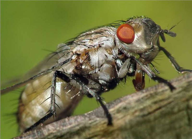 <br />
Народные средства борьбы с капустной мухой, проверенные временем                