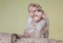 Названа категория людей, которая находится в зоне риска по заражению оспой обезьян