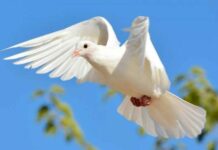 Обряды и традиции, народные приметы на Троицу и Духов день 2022 года