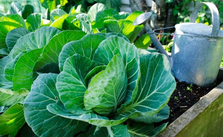 <br />
Огородные дела в июле 2022 года: чем подкормить капусту для получения хорошего урожая                
