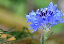 Плакать и стричься запрещается: традиции и обычаи народного праздника Василисков день 2 июня