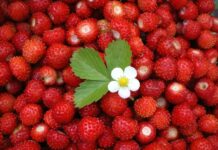 «Поцелуй Иисуса»: какими особыми свойствами обладала земляника в Кириллов день 22 июня