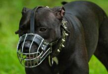 Потенциально опасные породы: каких собак нельзя выгуливать без намордника